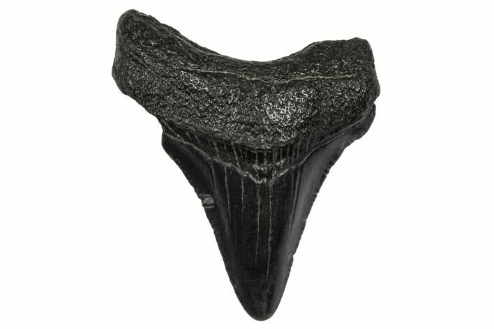 Juvenile Megalodon Tooth - South Carolina #340544